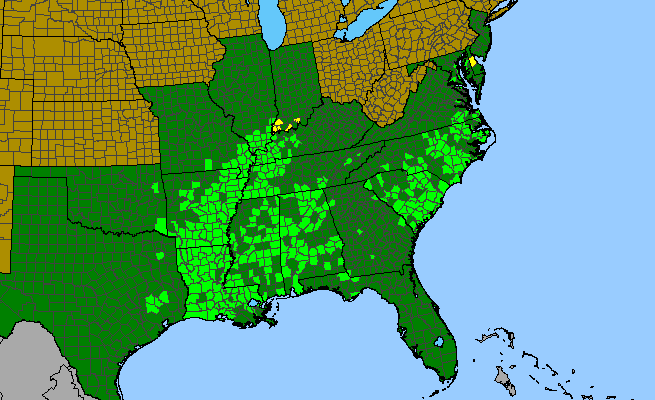 The range of Quercus pagoda